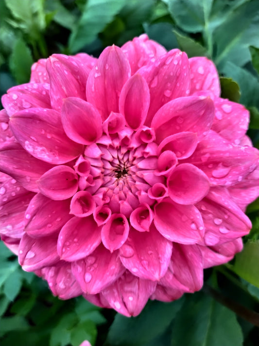 AK Antique Rose Dahlia Tubers