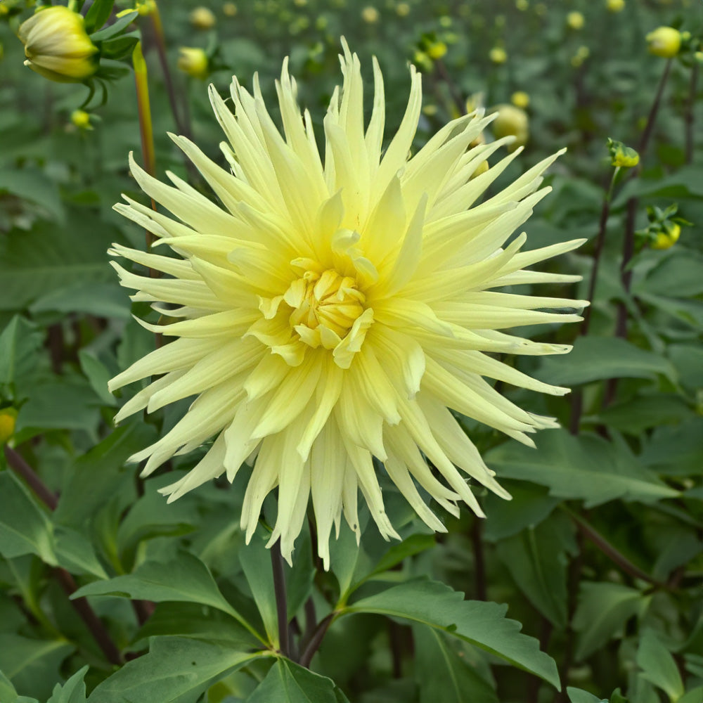 Gay Bright Eyes Dahlia Tubers image 0