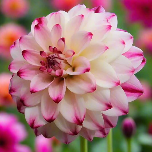 Wine And Roses Dahlia Tubers