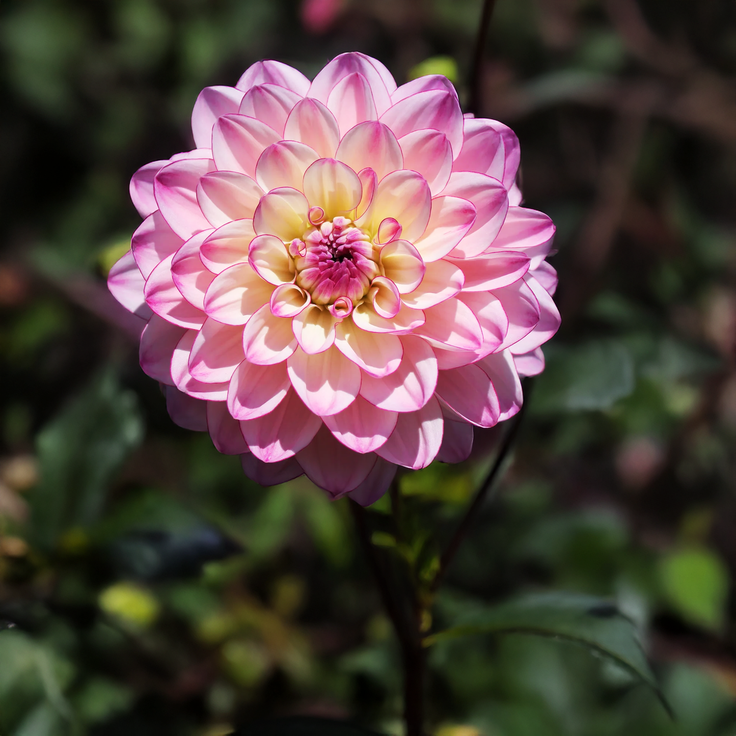 Betty Dahlia Tubers