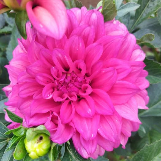 Blue Edge Dahlia Tubers