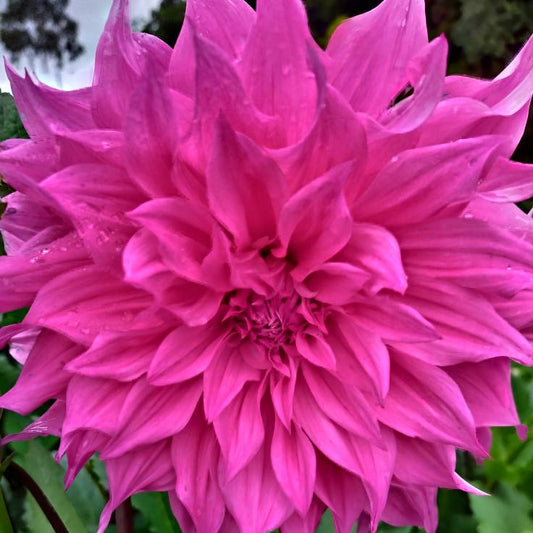 Carlos Hot Pink Dahlia Tubers