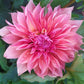 Carlos Watermelon Dahlia Tubers
