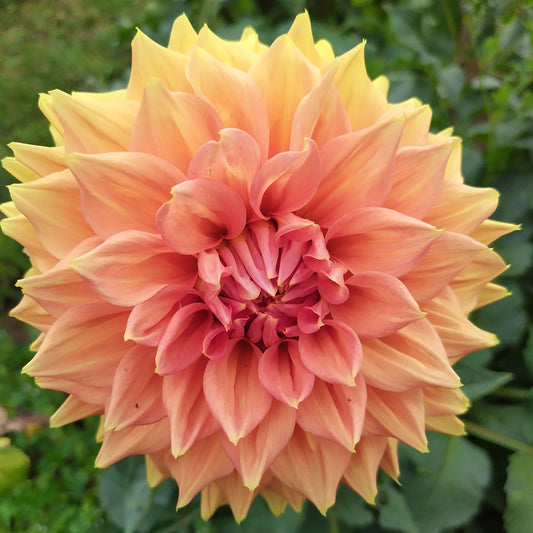 Christie Leader Dahlia Tubers