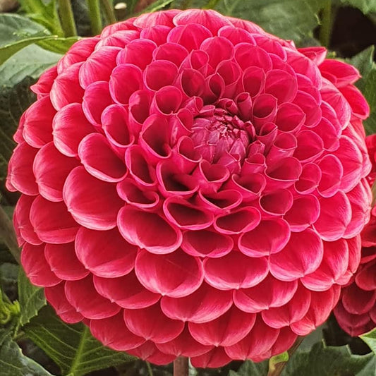Cornel Dahlia Tubers