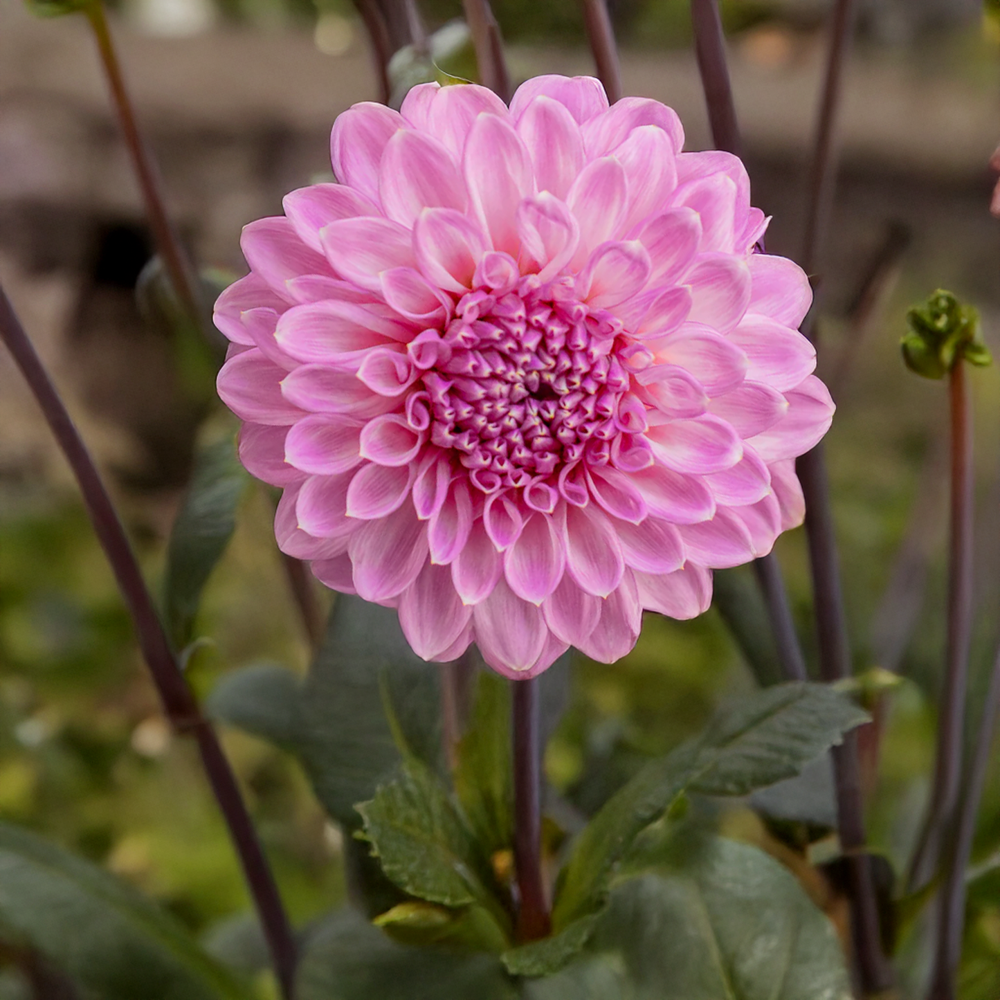 Devon Image Dahlia Tubers