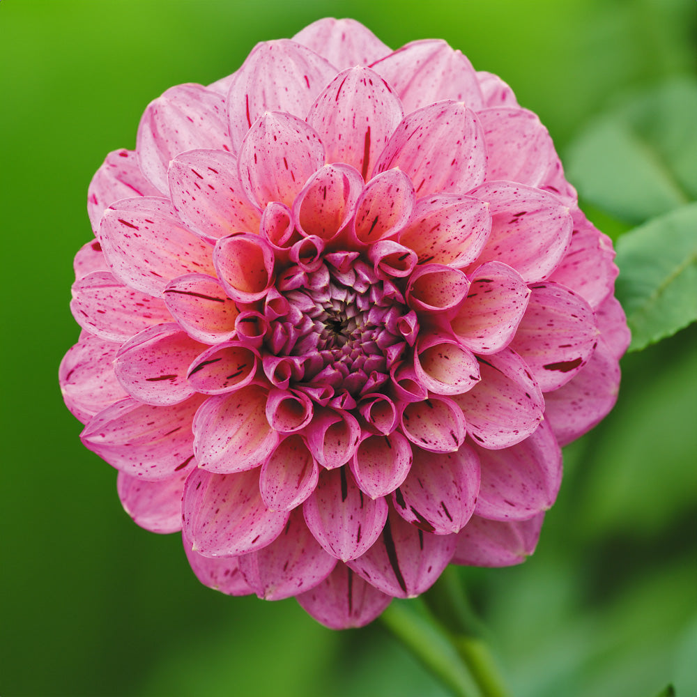 Sultan Dahlia Tubers image 0
