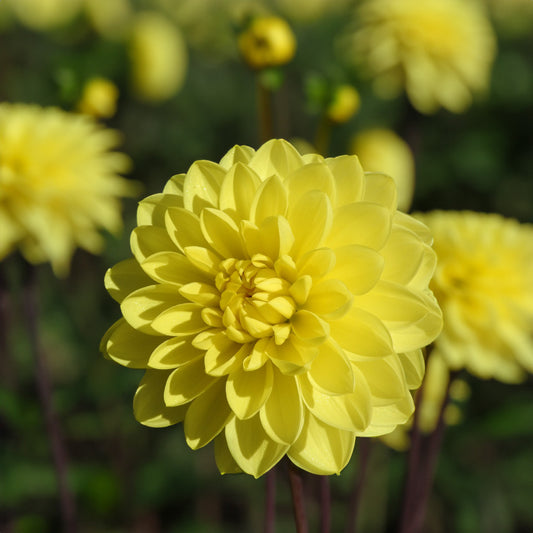 Kens Gold Dahlia Tubers image 0