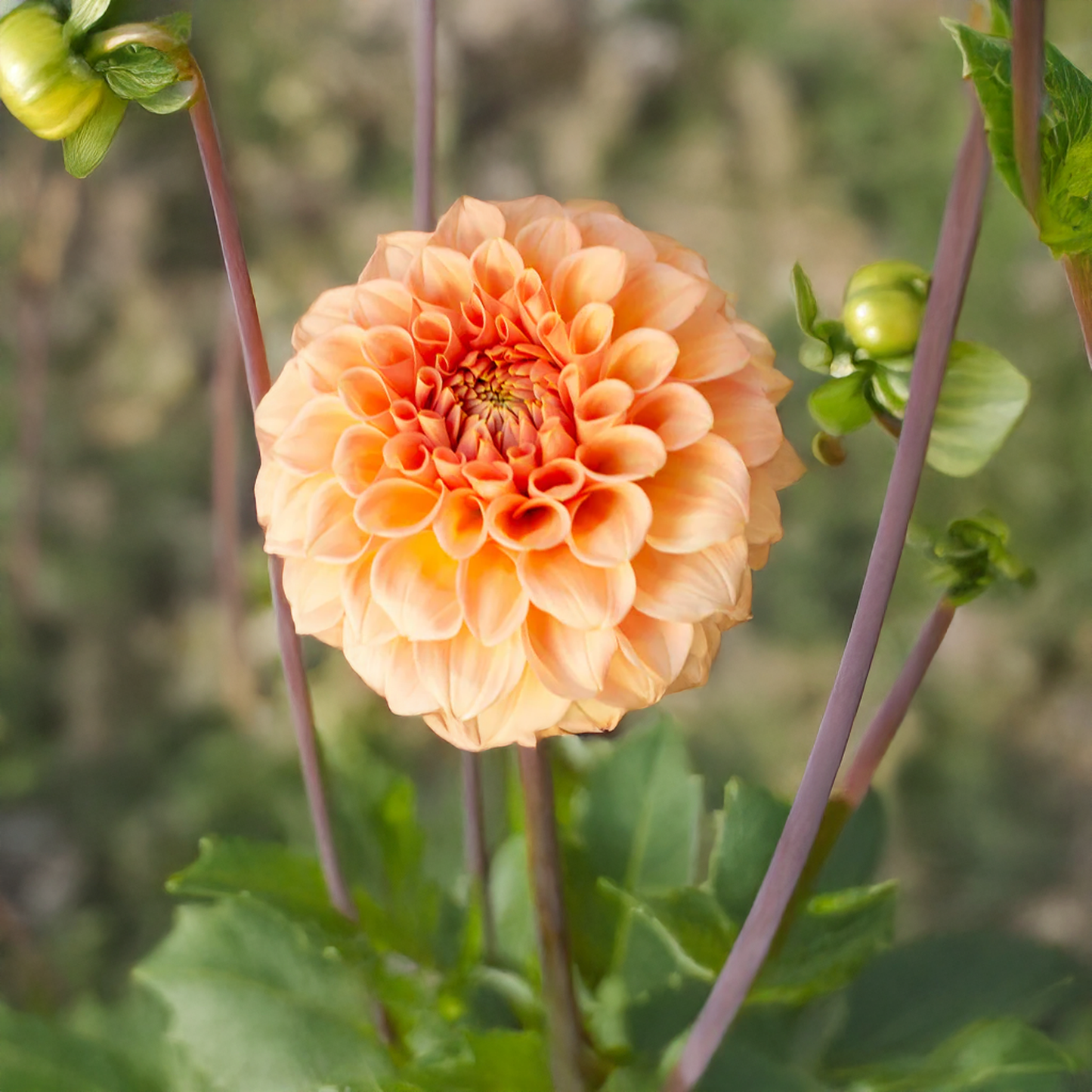 Florelie Nectar Dahlia Tubers