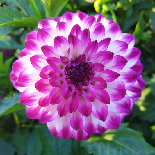 Gambier Jane Dahlia Tubers