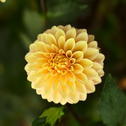 Glenmarc Rebel Dahlia Tubers