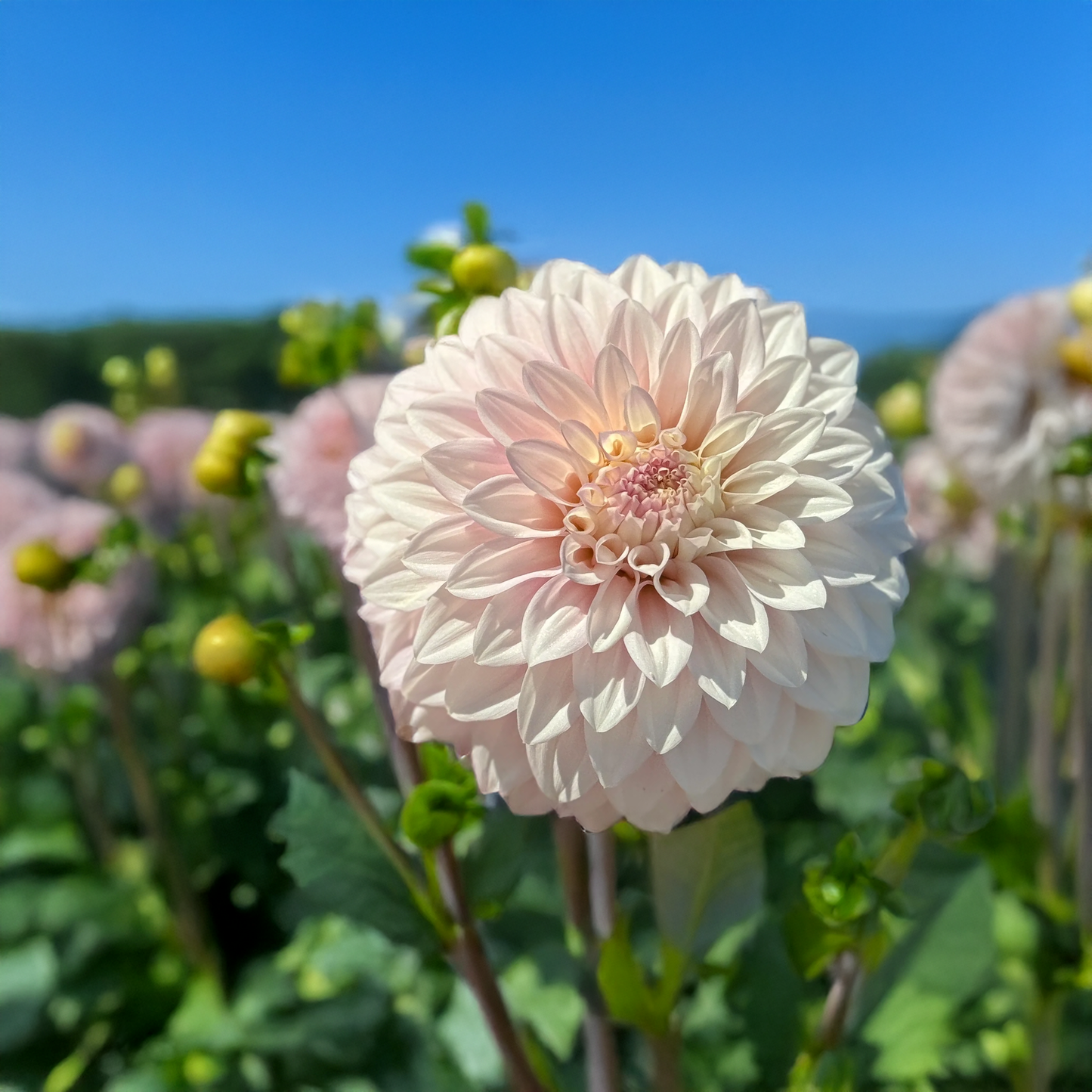 Hillview Gem Dahlia Tubers