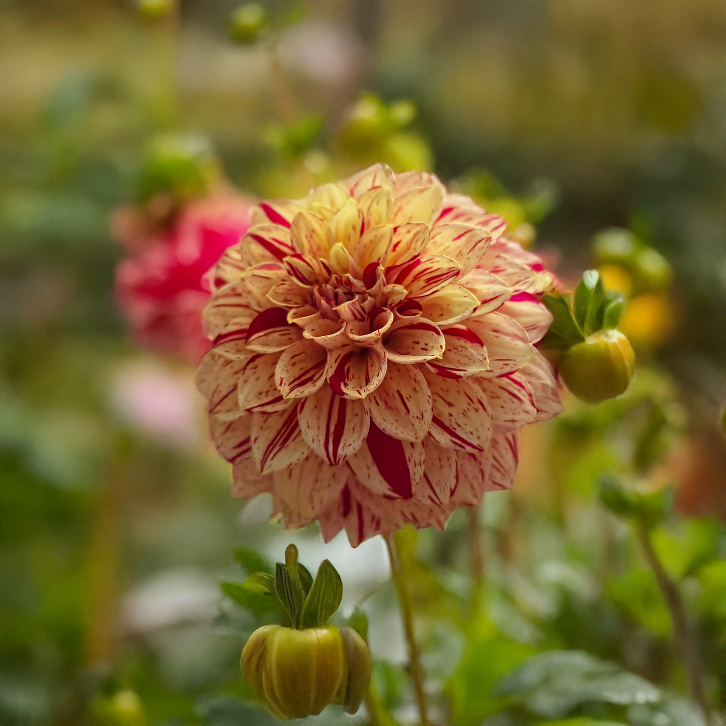 Florelie Honey Red Dahlia Tubers