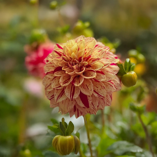 Florelie Honey Red Dahlia Tubers
