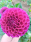 Ivanetti Dahlia Tubers