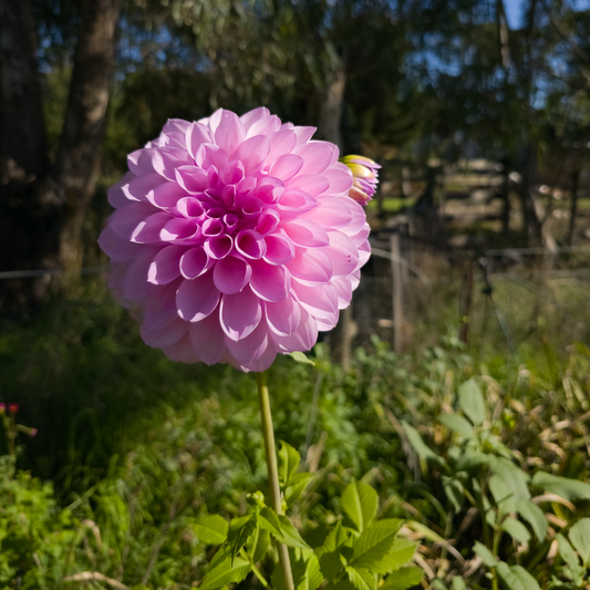 Lavender Dream Dahlia Tubers