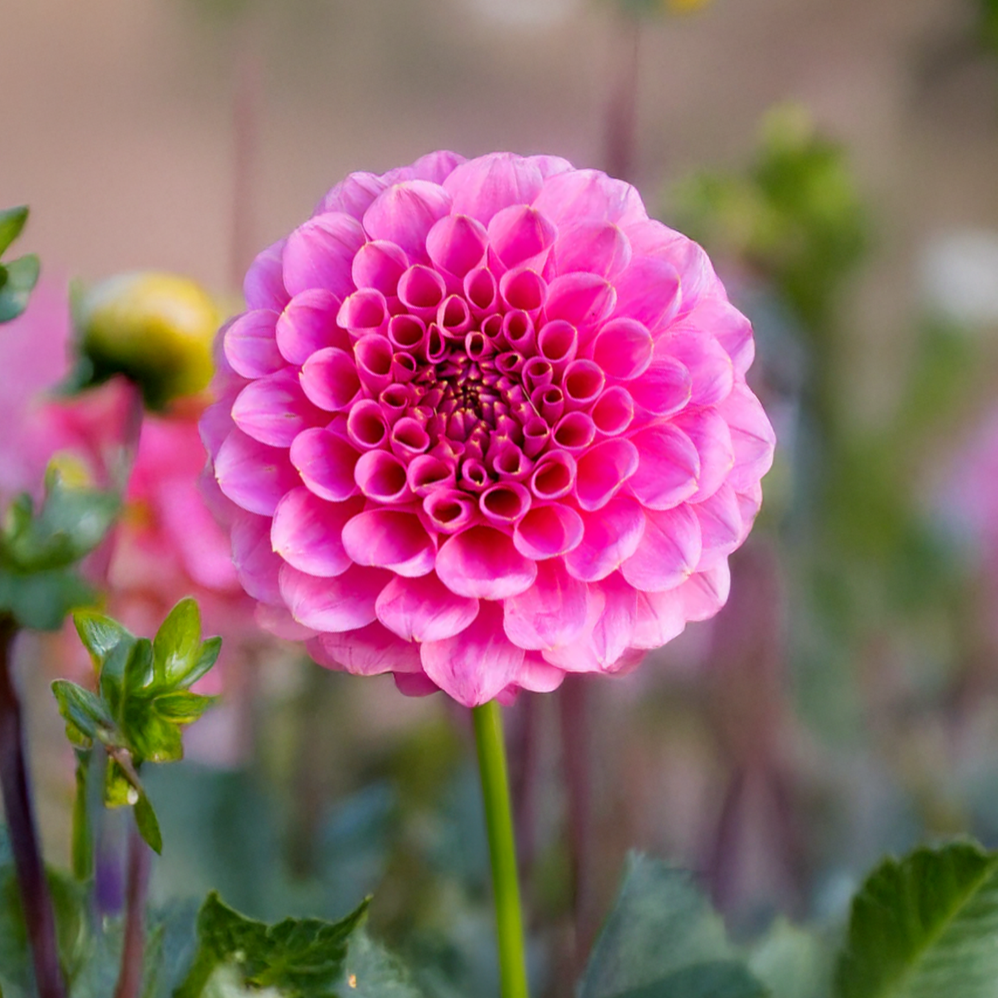 Florelie Lizzie Lou Dahlia Tubers