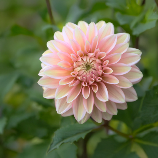 Blooms Mummy Pig Dahlia Tubers