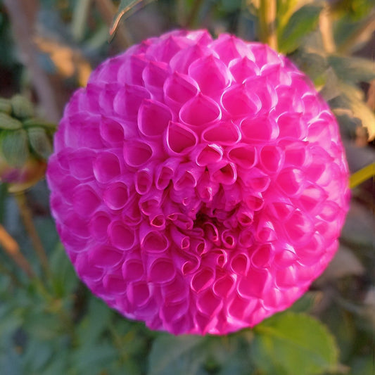 Pam Dahlia Tubers