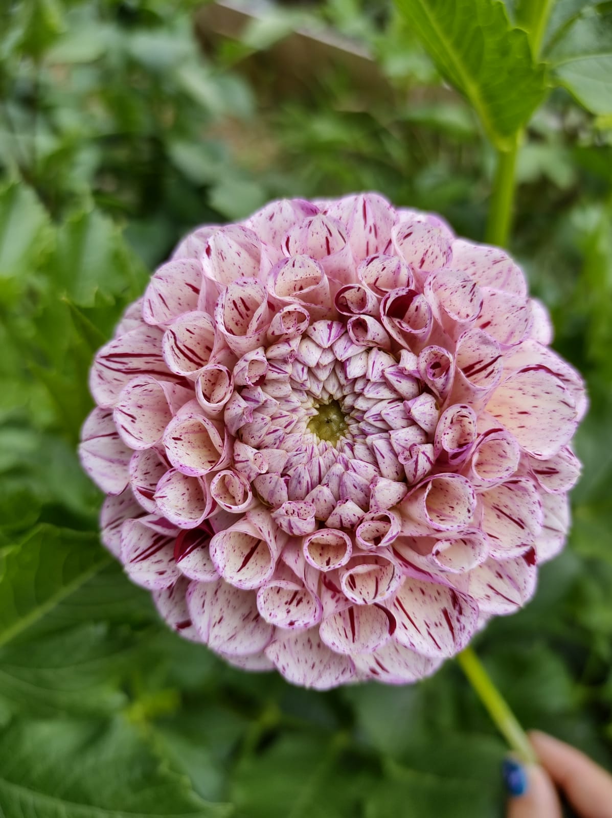 Wine Dot Dahlia Tubers