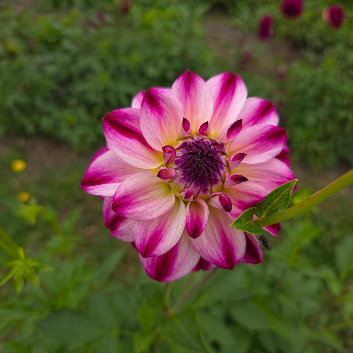 Wine And Roses Dahlia Tubers