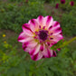 Wine And Roses Dahlia Tubers