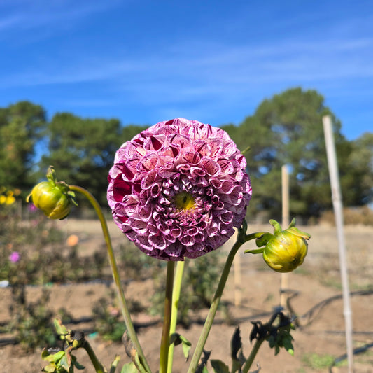 Wine Dot Dahlia Tubers