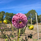 Wine Dot Dahlia Tubers
