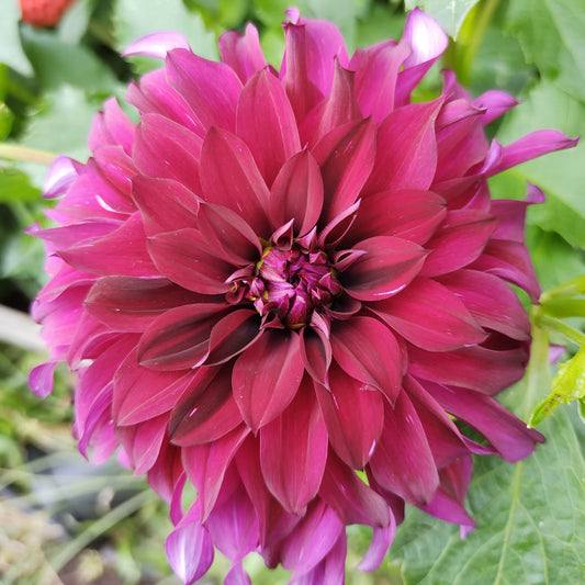 Black Embers Dahlia Tubers