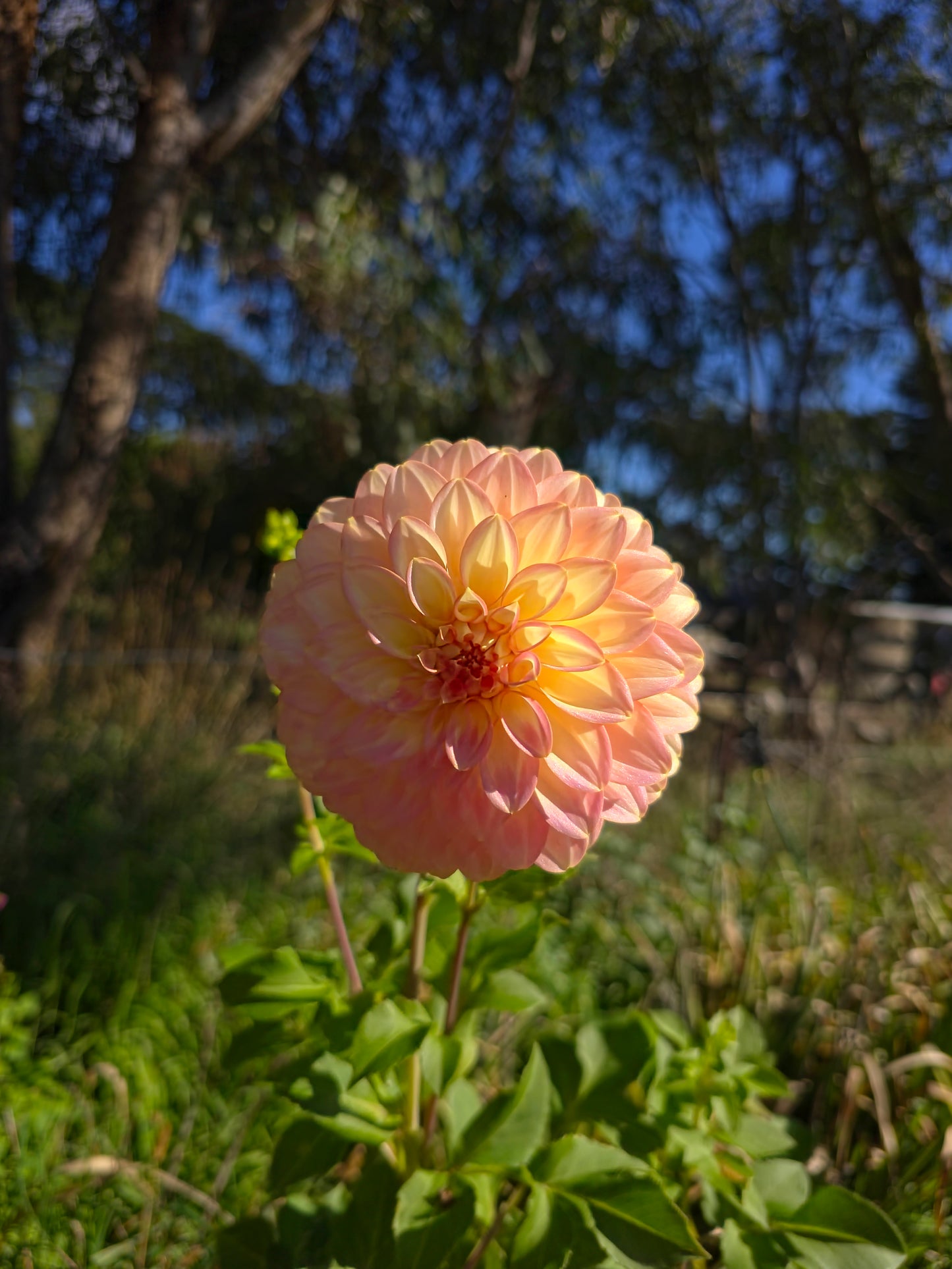 Bracken Glenda Dahlia Tubers