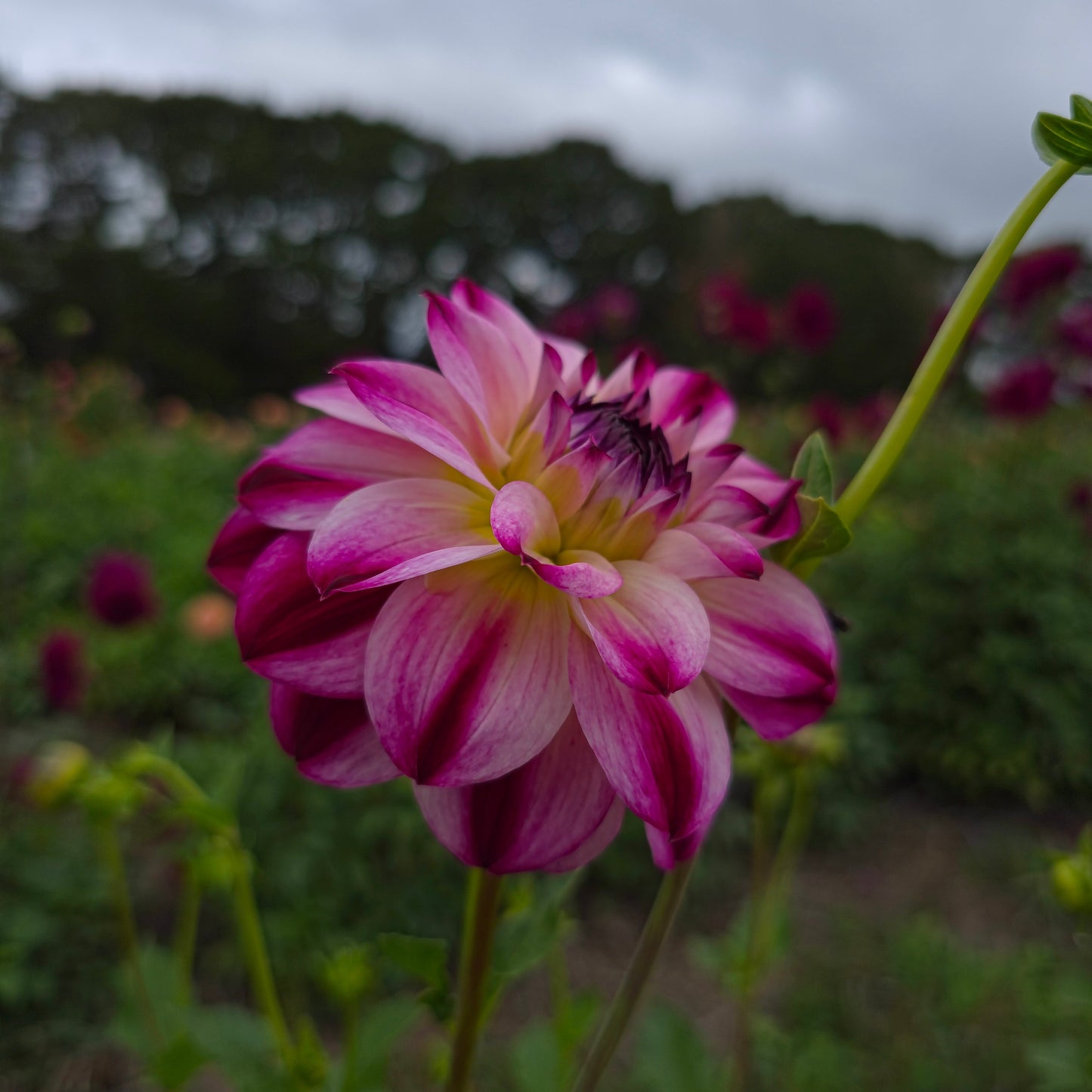 Wine And Roses Dahlia Tubers