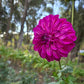 Kashmir Dahlia Tubers