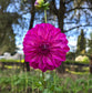Kashmir Dahlia Tubers