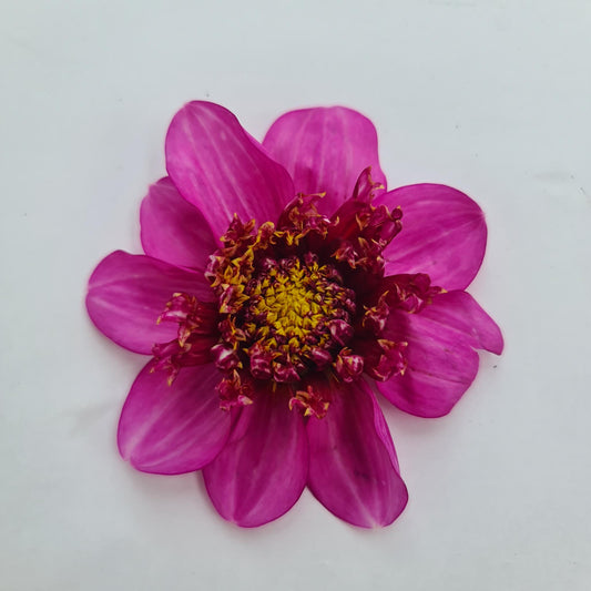Purex Dahlia Tubers