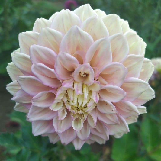 Sugartown Sunrise Dahlia Tubers