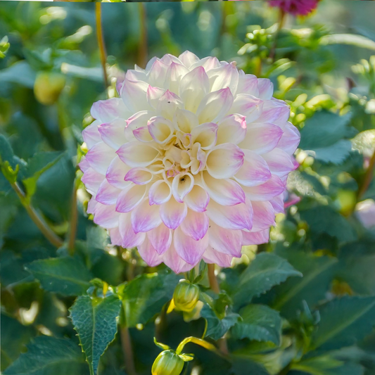 Sweetheart Dahlia Tubers