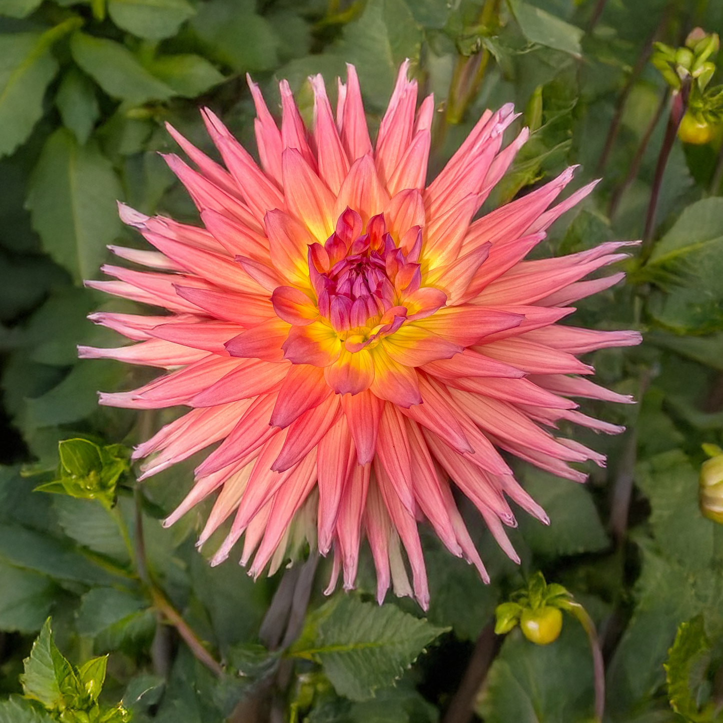 Winkie Mark Dahlia Tubers
