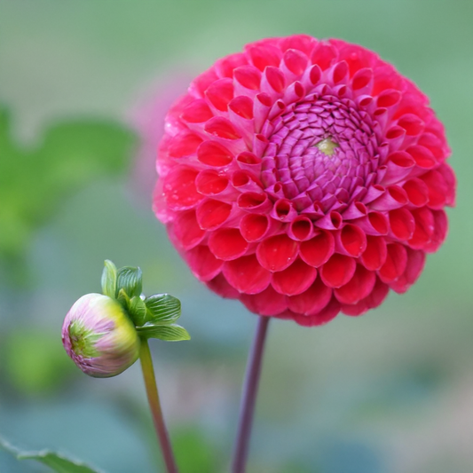 Winkie Robot Dahlia Tubers